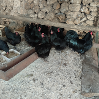 Galline Australorp