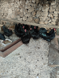 Galline Australorp