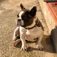 Bulldog francese