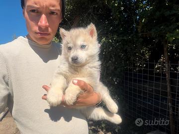 Siberian Husky di Casa Santangelo