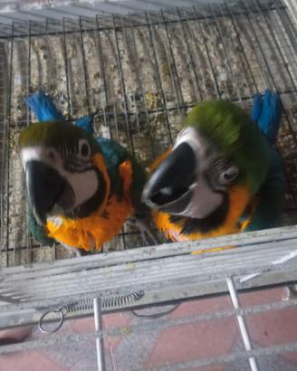 ARA ararana 