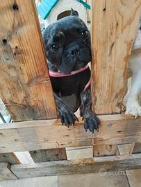 Buld dog francese