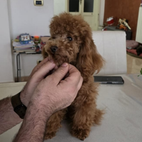 Barboncino minitoy per accoppiamento