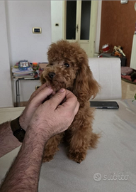 Barboncino minitoy per accoppiamento