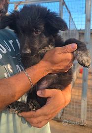 Cucciola