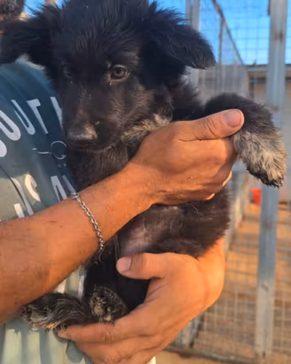 Cucciola