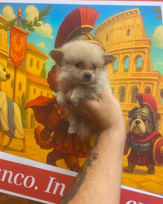 Spitz di Pomerania miny toy maschio