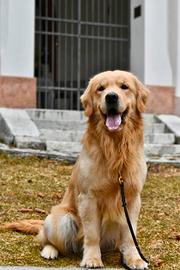 Golden retriever maschio per accoppiamento