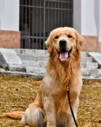 Golden retriever maschio per accoppiamento