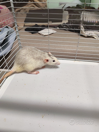 Gabbia accessori e ratti