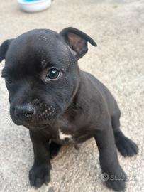 Staffordshide bull terrier