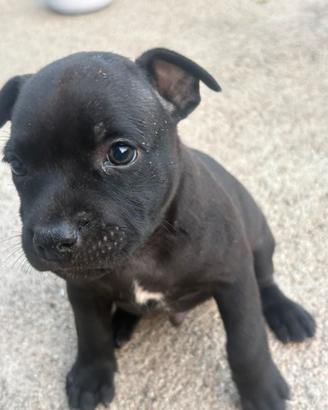 Staffordshide bull terrier