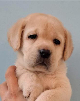 Labrador retriever