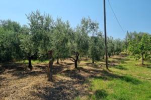 Terreno ad uliveto fronte strada