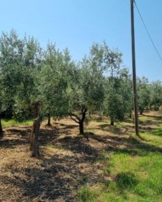 Terreno ad uliveto fronte strada