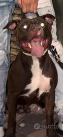 Pit bull per monta
