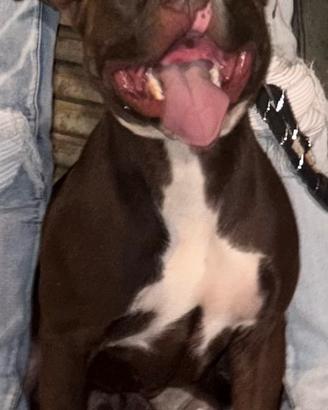 Pit bull per monta