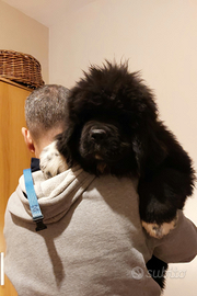 Cuccioli di Terranova giganti