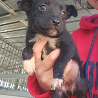 Corsica: 2 mesi taglia contenuta