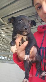 Corsica: 2 mesi taglia contenuta