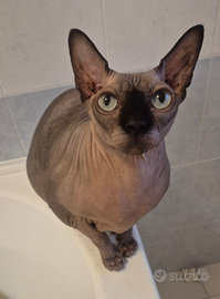 Sphynx Maschio