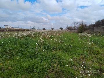 Due terreni agricoli a Rutigliano