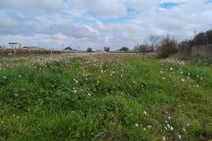 Due terreni agricoli a Rutigliano