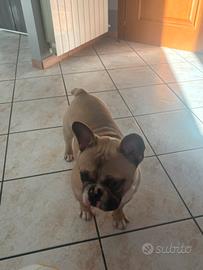 Bulldog francese