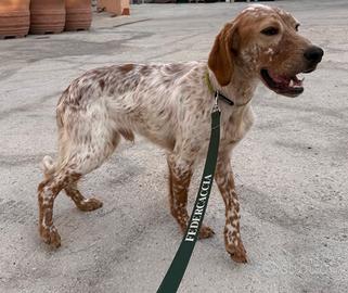 Cucciolone setter inglese alta geneologia 