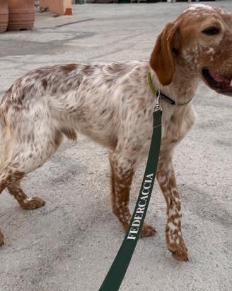 Cucciolone setter inglese alta geneologia 