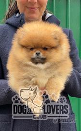 Pomerania maschio inee