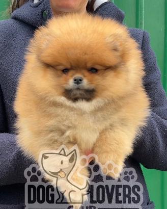 Pomerania maschio inee