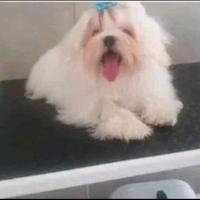 Maltese Toy con pedigree