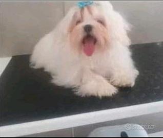 Maltese Toy con pedigree