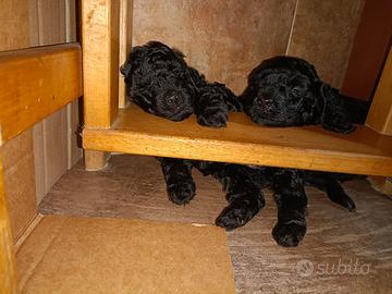 Cane barbone nano