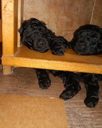Cane barbone nano