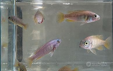 Ciclidi africani