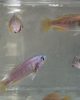 Ciclidi africani
