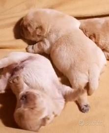 Meravigliosi cuccioli di Chow Chow