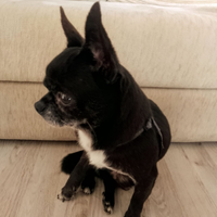 Chihuahua M di 5 anni per accoppiamento