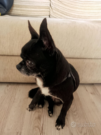 Chihuahua M di 5 anni per accoppiamento