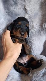 Cuccioli bassotto nano pelo lungo pedigree