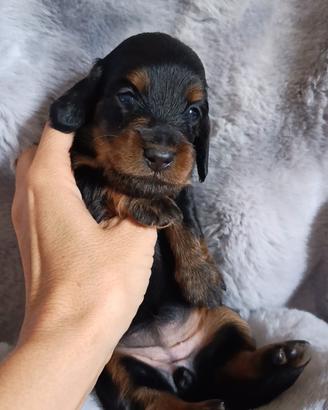 Cuccioli bassotto nano pelo lungo pedigree