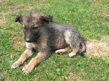 Pastore belga incrocio