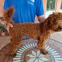 Cucciolo maschio nano fulvo