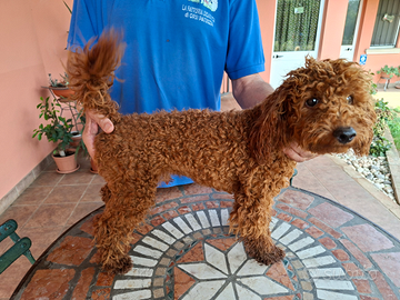 Cucciolo maschio nano fulvo