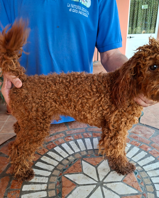 Cucciolo maschio nano fulvo