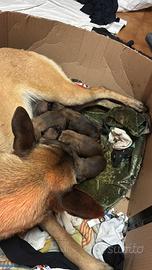 Cuccioli di pastore belga Malinois