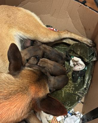 Cuccioli di pastore belga Malinois