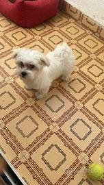 Cucciolo cane Maltese